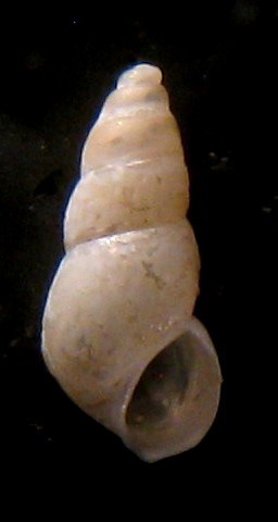 Hydrobia glyca